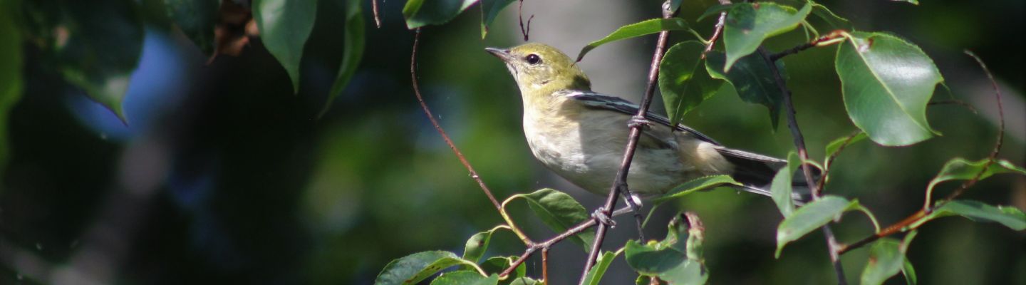 Chicago Public Birding Tours | IndiGo Birding Nature Tours