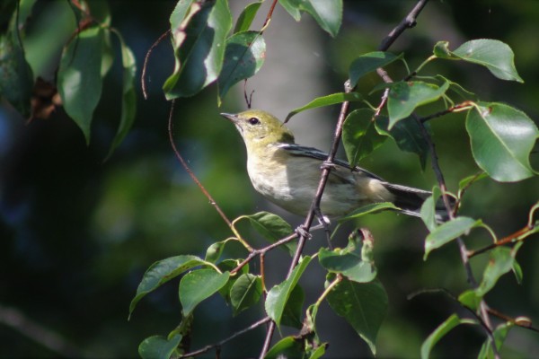 Chicago Birding Tours 