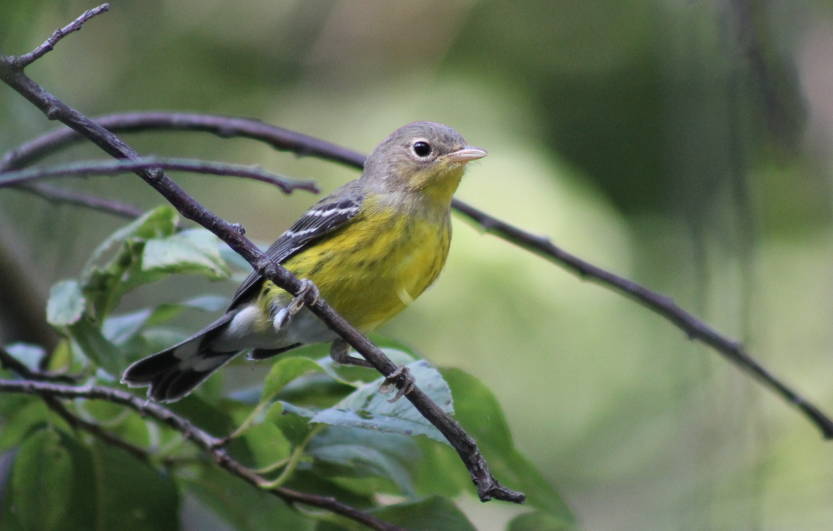 Chicago Private Birding Tours | IndiGo Birding Nature Tours