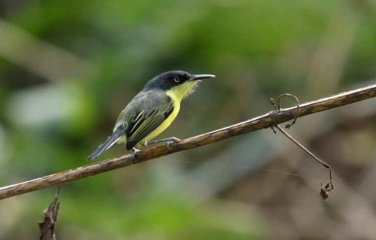 Belize Tropical Birding Tour | IndiGo Birding Nature Tours