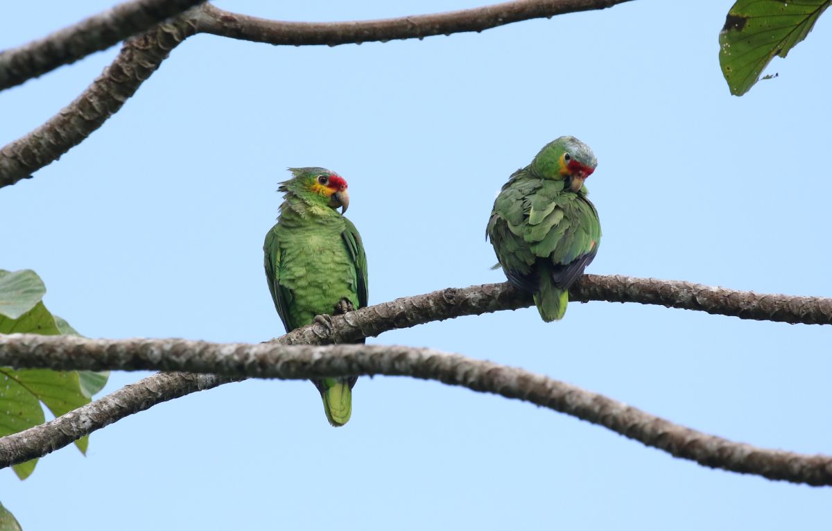 Belize Tropical Birding Tour | IndiGo Birding Nature Tours