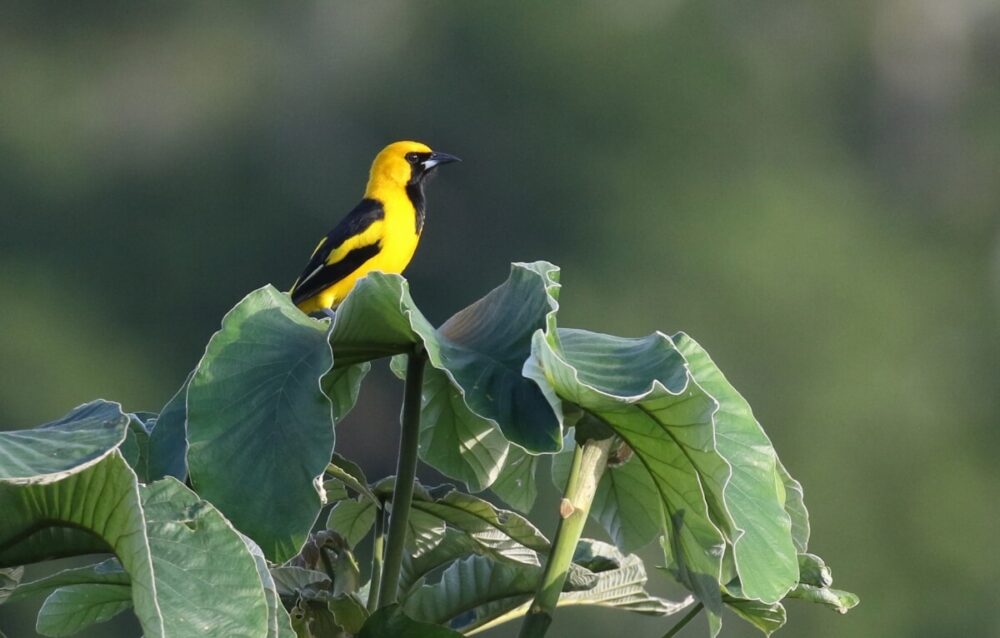 Northern Belize Birding Tour | IndiGo Birding Nature Tours