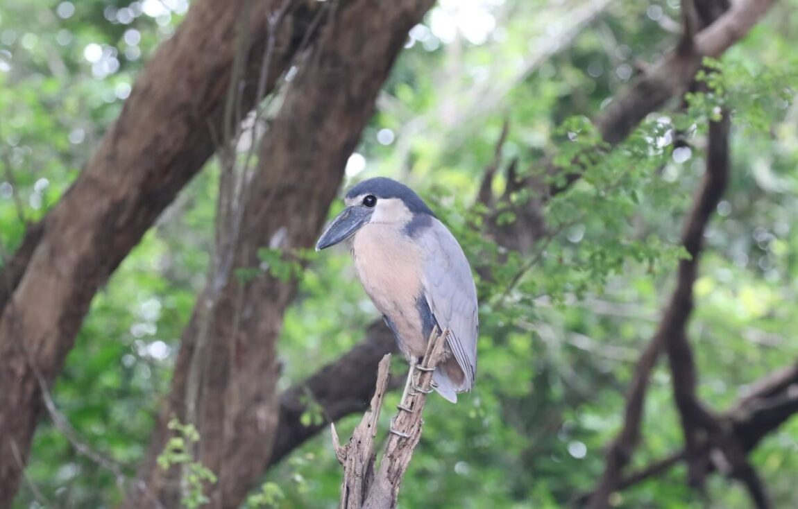 Northern Belize Birding Tour | IndiGo Birding Nature Tours